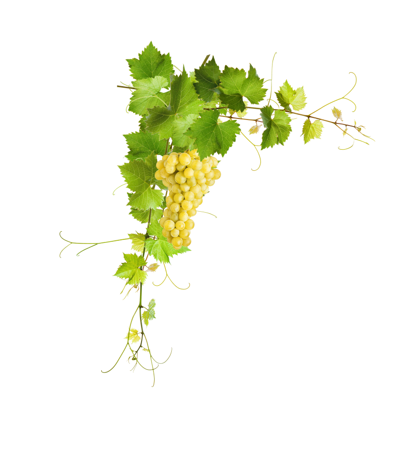 Eine Traube praller, grüner Trauben hängt an einer mit leuchtend grünen Blättern geschmückten Ranke vor einem weißen Hintergrund.